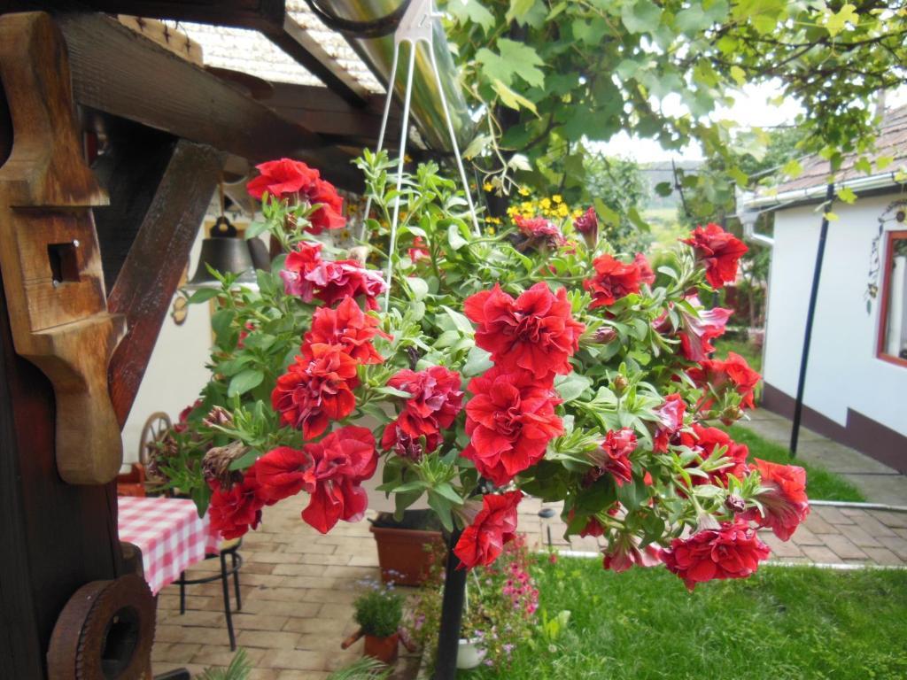 Pension Bassen Bazna Exterior foto
